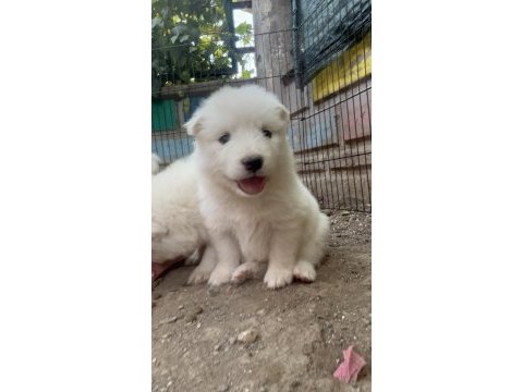 Kartopu safkan samoyed yavrusu