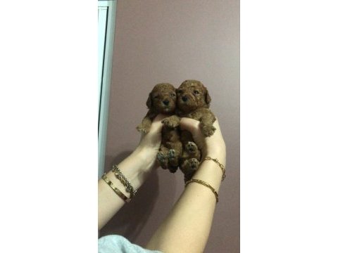 Erkek toy poodle yavruları