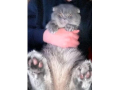 1 yaşında ki oğlumuza yuva arıyoruz scottish fold