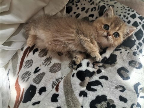 Teslime hazır british shorthair bebekler