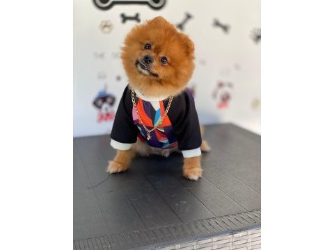 Uçanı kaçanı eşler orijinal pomeranian boo