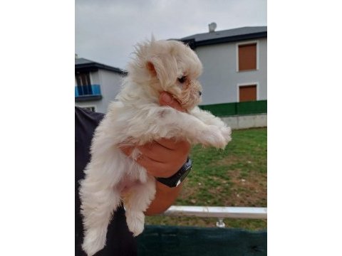 Maltese yavru bebekler