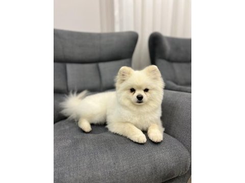 Oyuncul erkek pomeranian