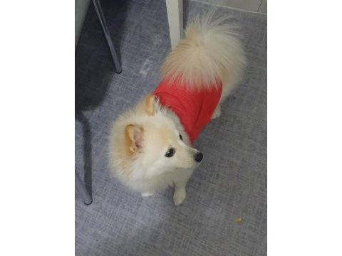 6 aylık pomeranian