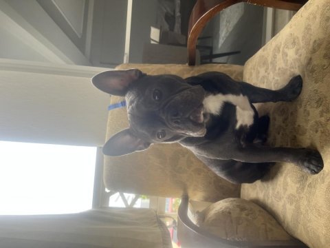 French bulldog blue erkek köpeğime yuva arıyorum