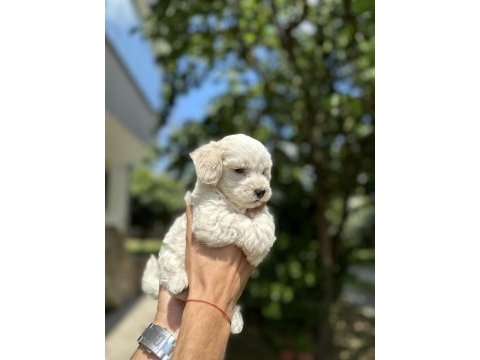 Maltese yavrular