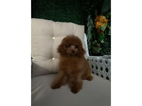Red toy poodle