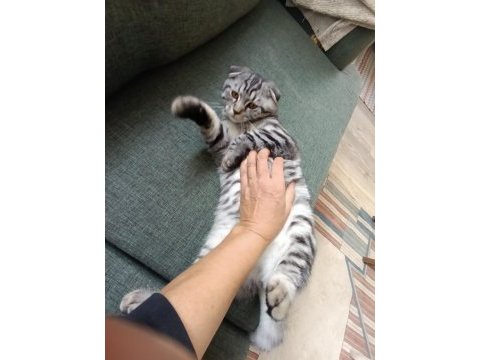 Sevgi pıtırcığı scottish fold