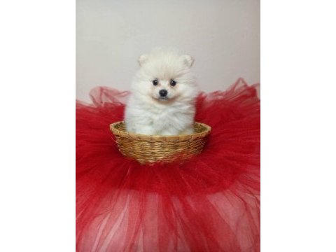 Beyaz ve orange pomeranian boo bebişlerimiz