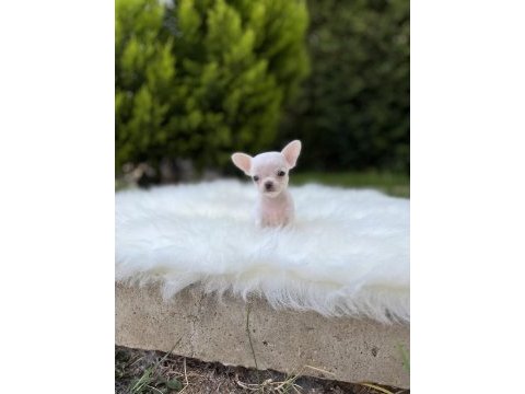 Elma kafa kusursuz anatomi chihuahua bebekler