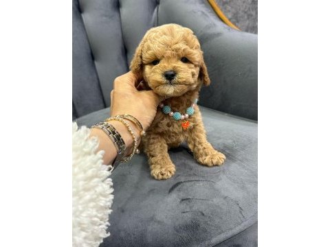 Yakışıklı oğlum maltipoo