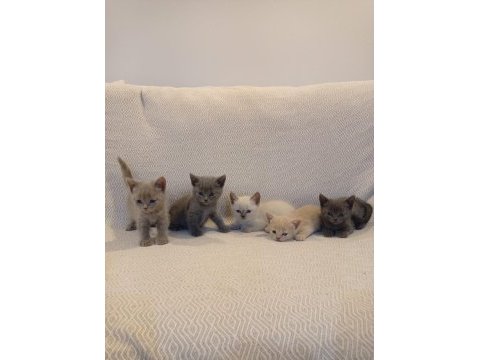 British shorthair yavrular