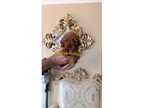 Red toy poodle