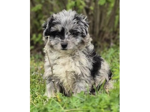 Trde nadir bulunan dizayn ırk mini ausiedoodle yavrumuz