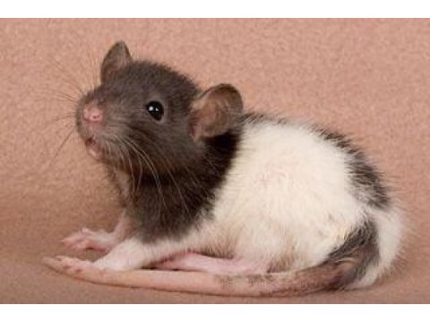 Laboratuvar faresi, dumbo rat, panda mice özel kemirgenler