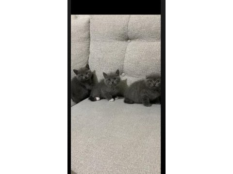 Ayı surat gri british shorthair yavrularımız