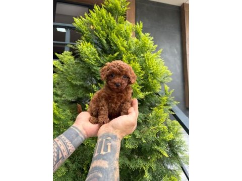 Poodle kalitesinde maltipoo