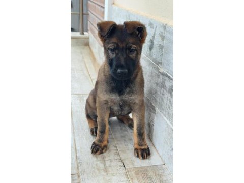 Showline longhair german shepherd