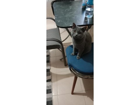 9 aylık kedimizi sahiplendirme