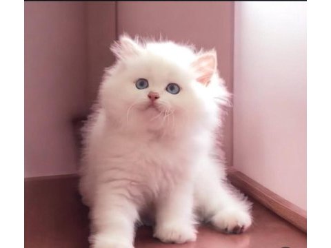 Safkan british shorthair yavrular
