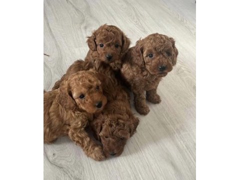 Toy poodle köpeği