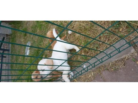 Ücretsiz yavru köpekler