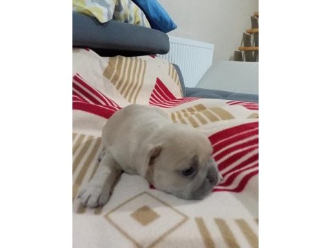 Egzotic fransız bulldog