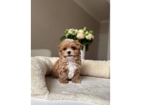 Maltipoo yavrularımız kg garantili