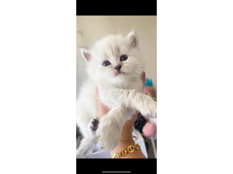 Kedimiz için ciddi alacaklar arayabilir