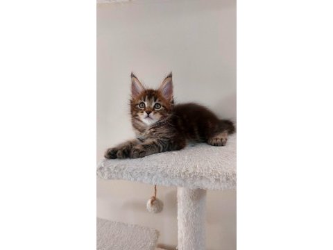 Full şecereli maine coon ünvanlı ebeveynlerden polydactil