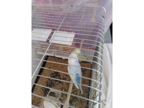 3 yumurtalı çift ve 4 adet yavru muhabbet kuşu