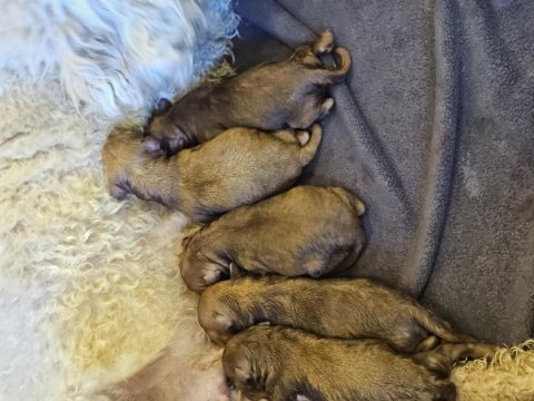 Baba teacup poodle anne medium poodle