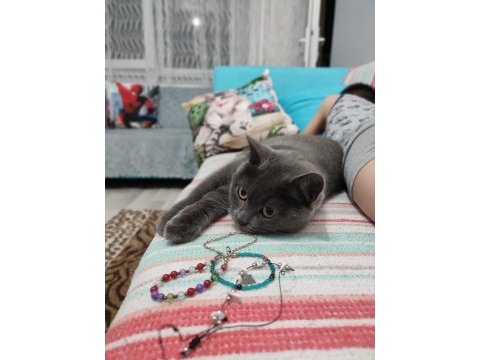 Sahiplendirme british shorthair
