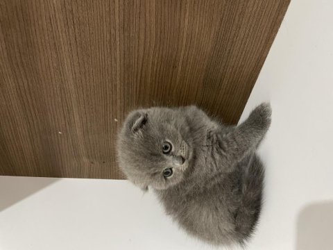 Mükemmel scottish fold