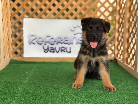 Alman çoban köpekleri