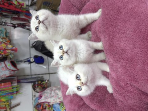 Minik beyaz güzeli british shorthair