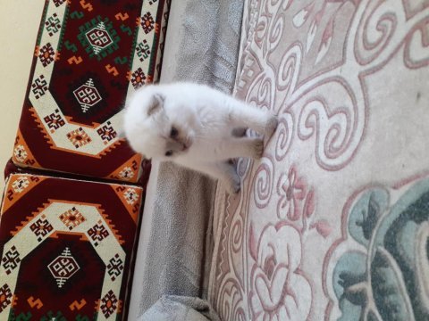 Safkan orjinal scottish fold yavrum