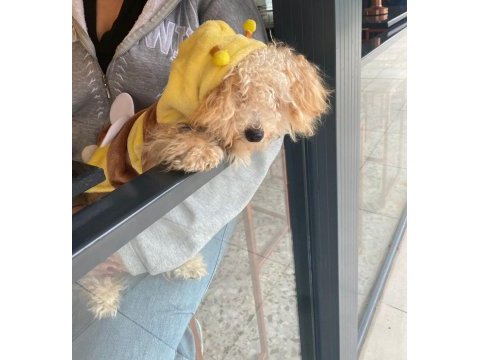 Acil şekilde ücretli sahiplendirilecek köpeğimiz