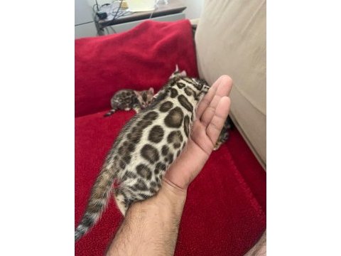 Safkan show class bengal bebekler