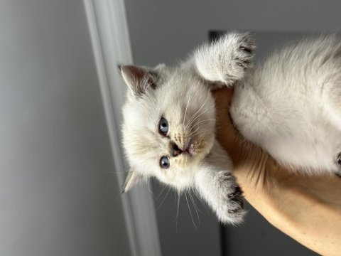 British shorthair silver point yavrum