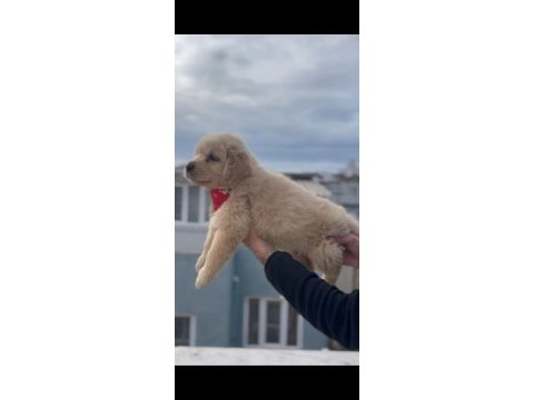 Baby face golden retriever