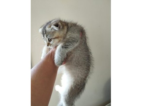 Erkek scottish fold