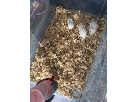 Gonzales hamster yavruları