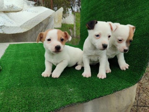 Sağlıklı jack russell yavrular