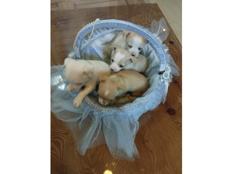 Sıfır boy chihuahua yavrular