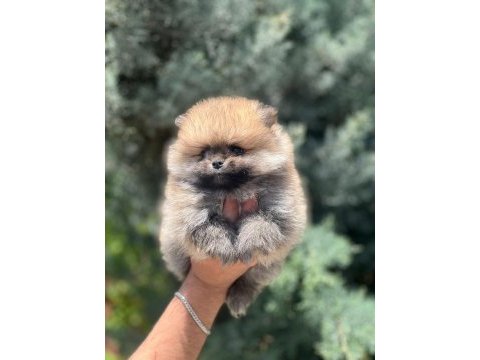 A kalite pomeranian bebeklerim