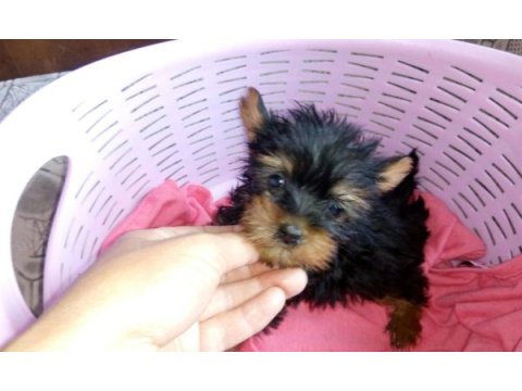 Yorkshire terrier yorki yavrusu