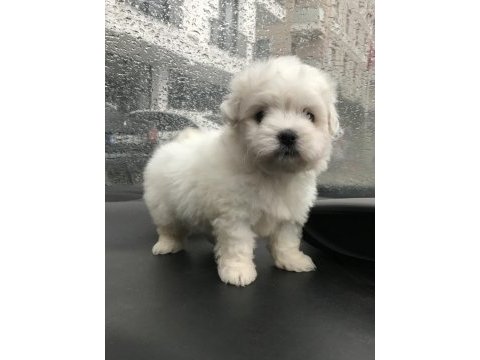 Orijinal sıfır numara maltese köpeklerimiz