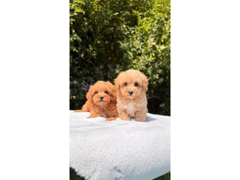 A kalite maltipoo yavrularımız