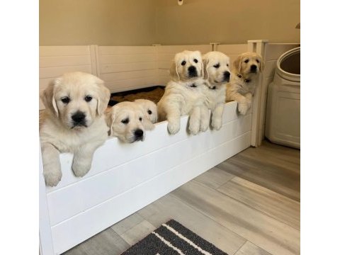 Son derece sağlıklı ve kaliteli golden retriever bebekler